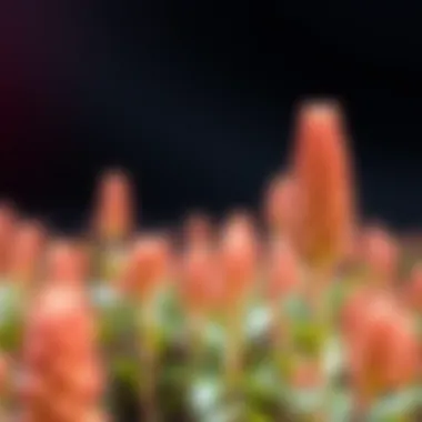 Magnificent The International Journal of Plant Biotechnology: A Comprehensive Overview