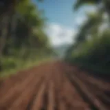 A stunning view of lush Indonesian cocoa plantations under a clear blue sky