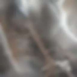 Detailed anatomical diagram illustrating the spine and scoliosis curvature