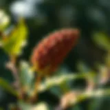 Botanical representation of chirata plant