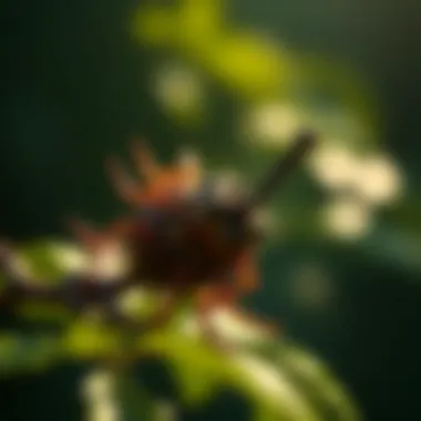 Chirata in Traditional Medicine Traditional medicinal practices involving chirata