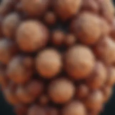 Visual representation of HPV structure