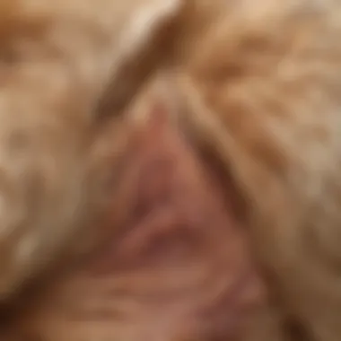 Close-up view of a dog's skin fold showing signs of dermatitis