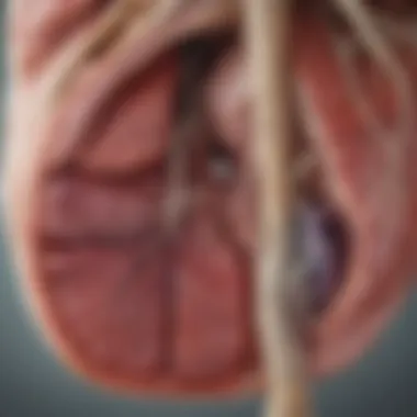 Anatomical Structure of the Liver Detailed anatomical illustration of the liver structure