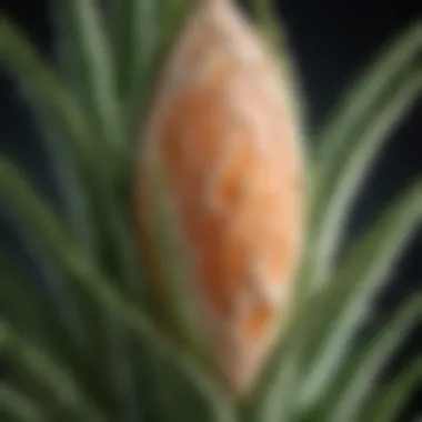 Mechanism of Action of Dermaide Aloe Cream Diagram explaining the mechanism of action of Dermaide Aloe Cream on skin cells