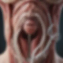 Illustration depicting the insertion of an IUD with anatomical details