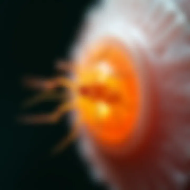 Exploring Demodex Treatment: A Comprehensive Overview Introduction