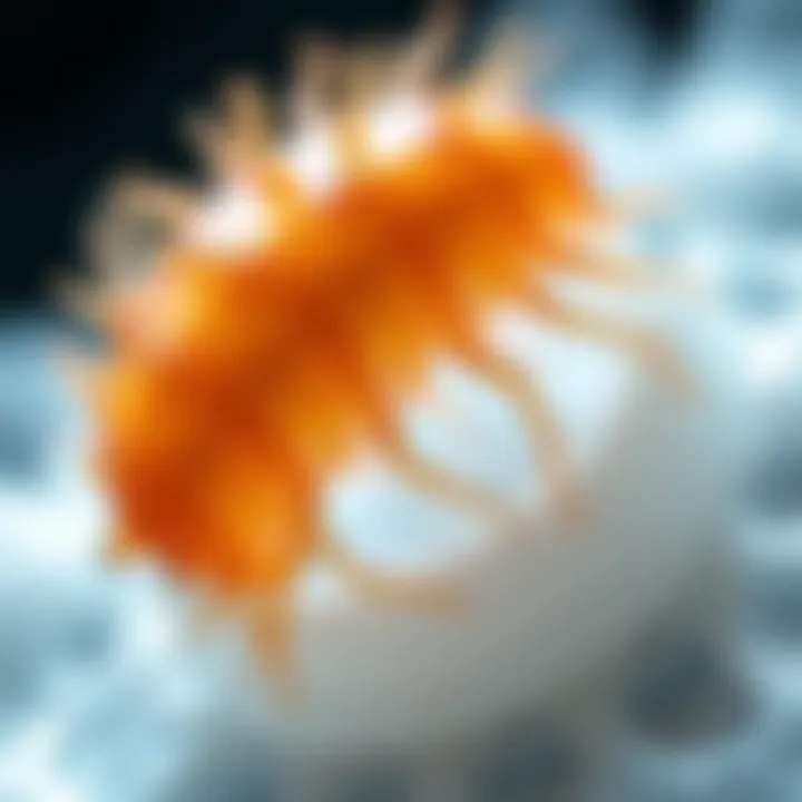 Exploring Demodex Treatment: A Comprehensive Overview Summary