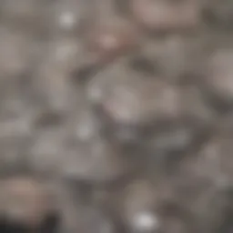 A scientific representation of placental cells