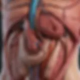 Detailed diagram of liver anatomy affected by cirrhosis