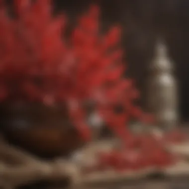 An ancient manuscript depicting the historical significance of red sage in traditional medicine