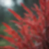 A fresh bunch of red sage leaves showcasing their vibrant color and texture