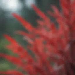 A fresh bunch of red sage leaves showcasing their vibrant color and texture