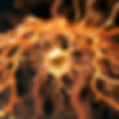 Functional Dynamics of Neuron Morton Diagram illustrating the function of neuron morton in neurological processes