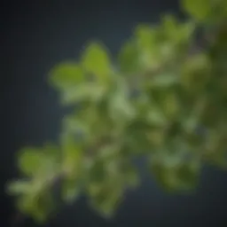 Chemical structure of key compounds in oregano oil
