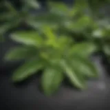A close-up view of senna leaves showcasing their rich green color and distinct shape.