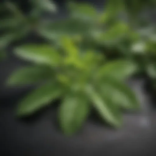 A close-up view of senna leaves showcasing their rich green color and distinct shape.