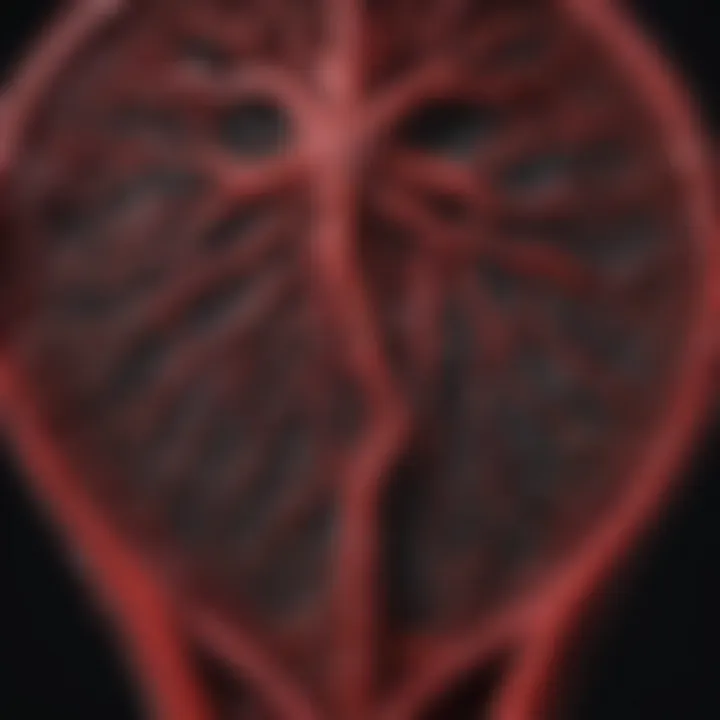 Illustration depicting blood circulation with the influence of black ginger