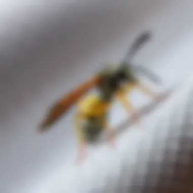 The Ecological Role of Trichogramma in Pest Control Ecological impact of Trichogramma wasps