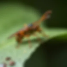 Trichogramma wasp on a leaf