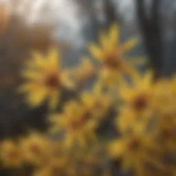 A close-up of witch hazel twigs and leaves showcasing their natural beauty.