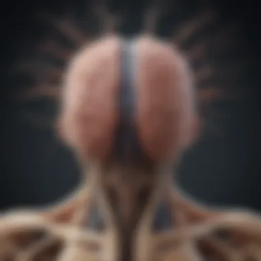 Central Nervous System Overview Illustration of the central nervous system highlighting the brain and spinal cord