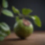 Garcinia Cambogia fruit on a branch