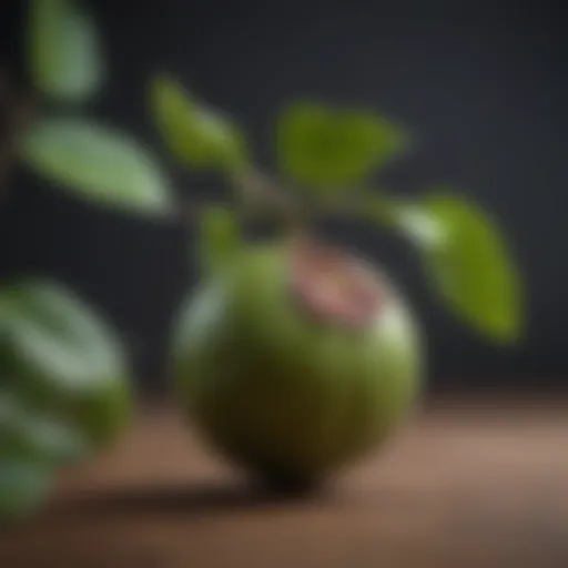 Garcinia Cambogia fruit on a branch