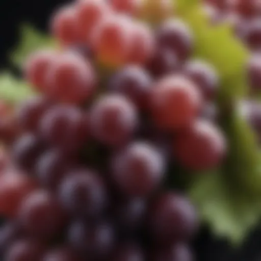 A close-up view of grapes highlighting their vibrant colors and natural beauty