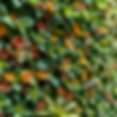 Diversity of Flora in Green Walls Close-up of diverse plant species in a green wall