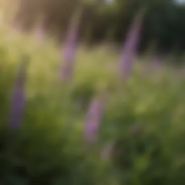 Intercropping with Hairy Vetch Hairy vetch intercropped with other plants