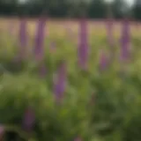 Lush growth of hairy vetch in a field