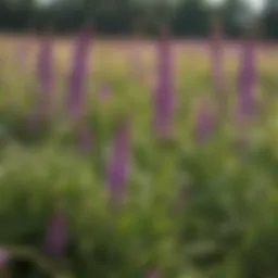 Lush growth of hairy vetch in a field