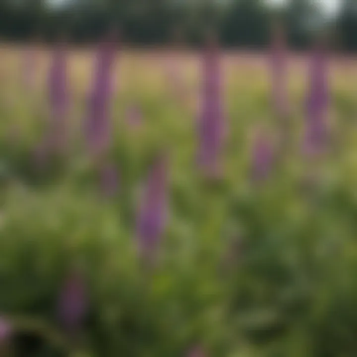 Lush growth of hairy vetch in a field