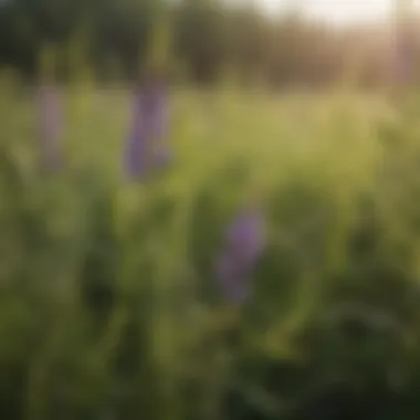 Pest Management Advantages of Hairy Vetch Pest management benefits of hairy vetch
