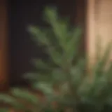 Close-up of rosemary leaves with a blurred background