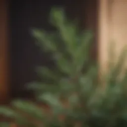 Close-up of rosemary leaves with a blurred background