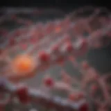 Diagram illustrating LDL cholesterol pathways