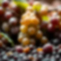 Grape seeds showcasing their rich antioxidant properties