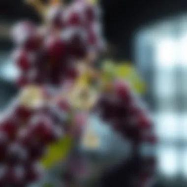 Chemical Composition of Grape Seed Extract Visual representation of the chemical composition of grape seed extract