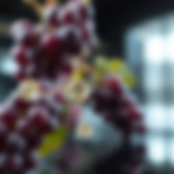 Chemical Composition of Grape Seed Extract Visual representation of the chemical composition of grape seed extract