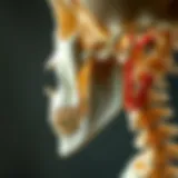 Anatomical illustration of the hyoid bone in relation to the airway