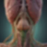Illustration depicting the lymphatic system affected by sarcoidosis