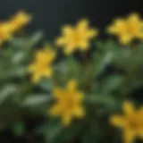 Vibrant St. John's Wort flowers