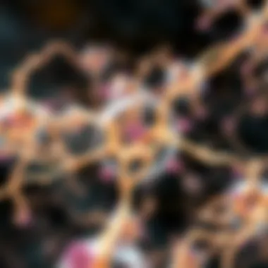 Connecting Osteoblasts and Bone Cell Network Diagram showcasing osteoblast interactions with other bone cells