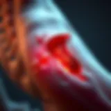 Anatomy of the piriformis muscle with highlighted areas of interest
