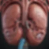 Diagram illustrating the causes leading to prerenal kidney failure