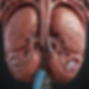 Diagram illustrating the causes leading to prerenal kidney failure