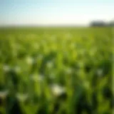 A lush green field of cover crops enhancing soil health