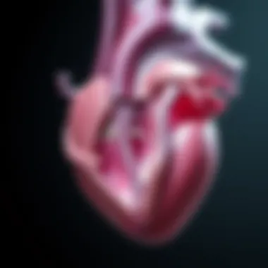Intricate Heart Valve Anatomy Visualization of heart valve anatomy